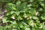 Helleborus caucasicus