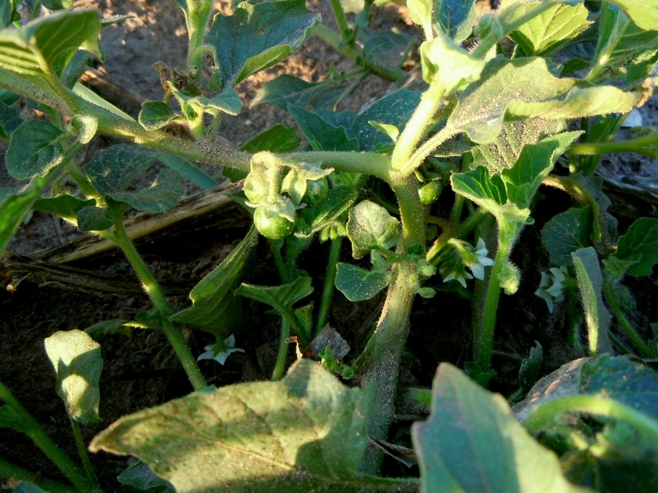 Изображение особи Solanum nitidibaccatum.