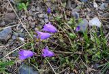 Campanula hohenackeri