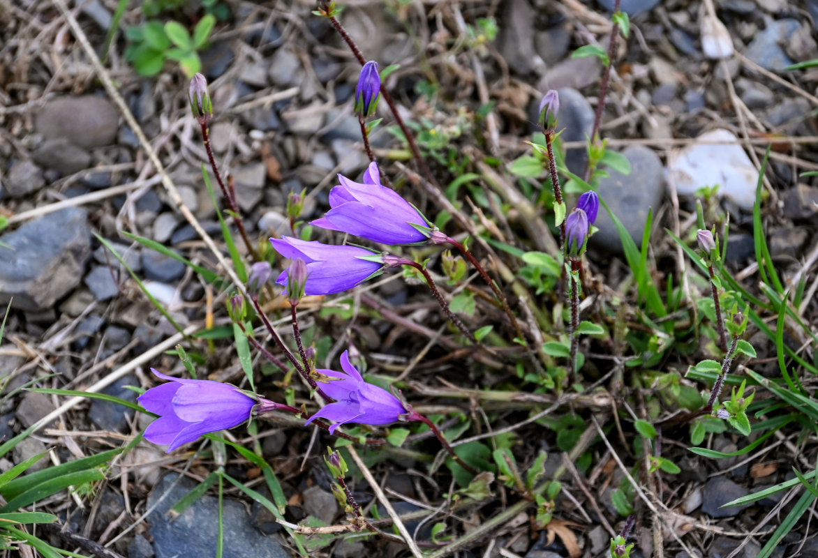 Изображение особи Campanula hohenackeri.