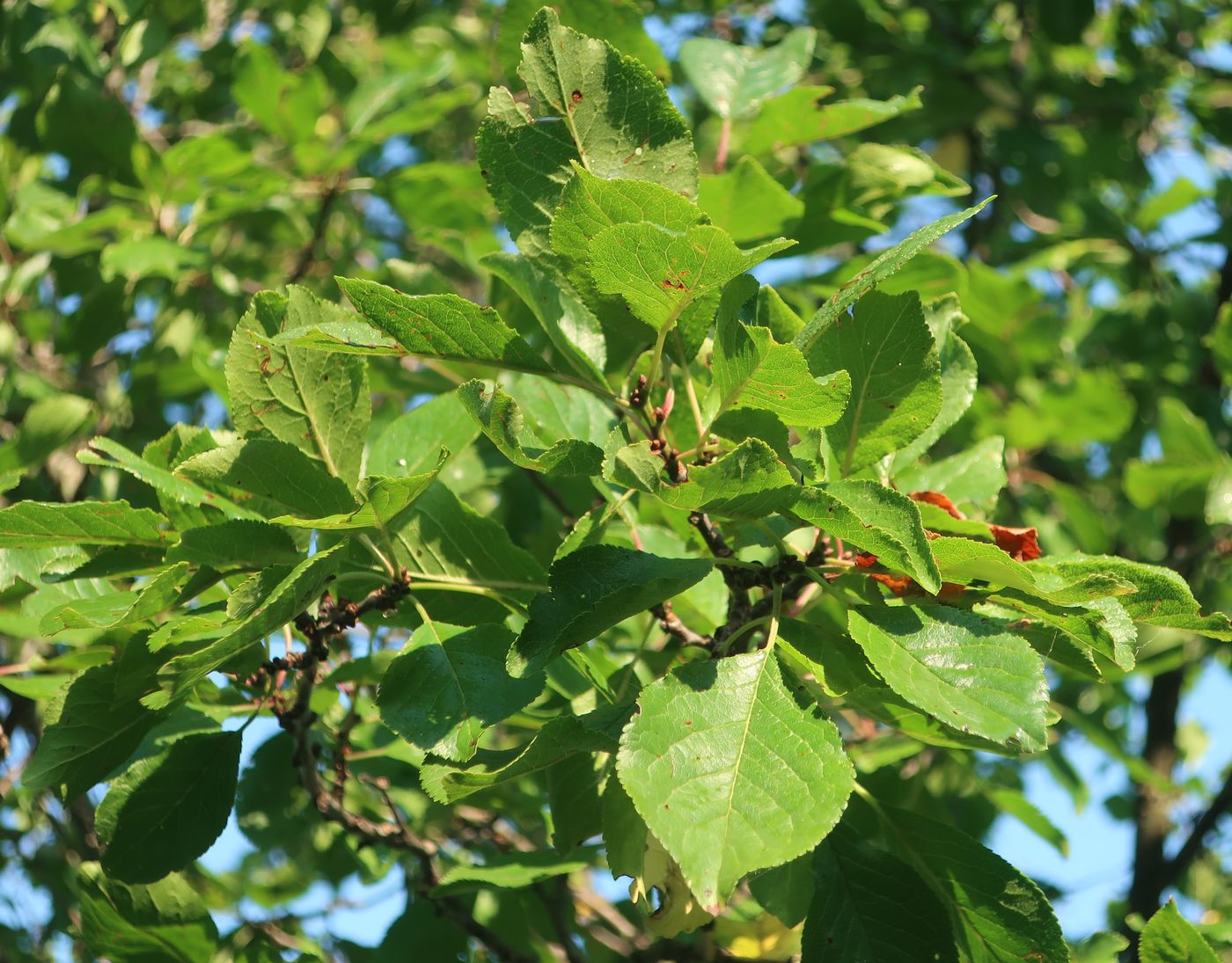 Изображение особи Prunus insititia.