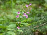 Drymosiphon grandiflorus