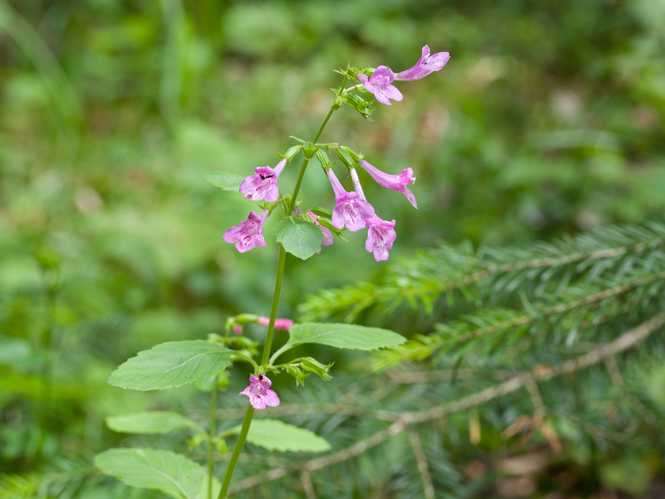 Image of Drymosiphon grandiflorus specimen.