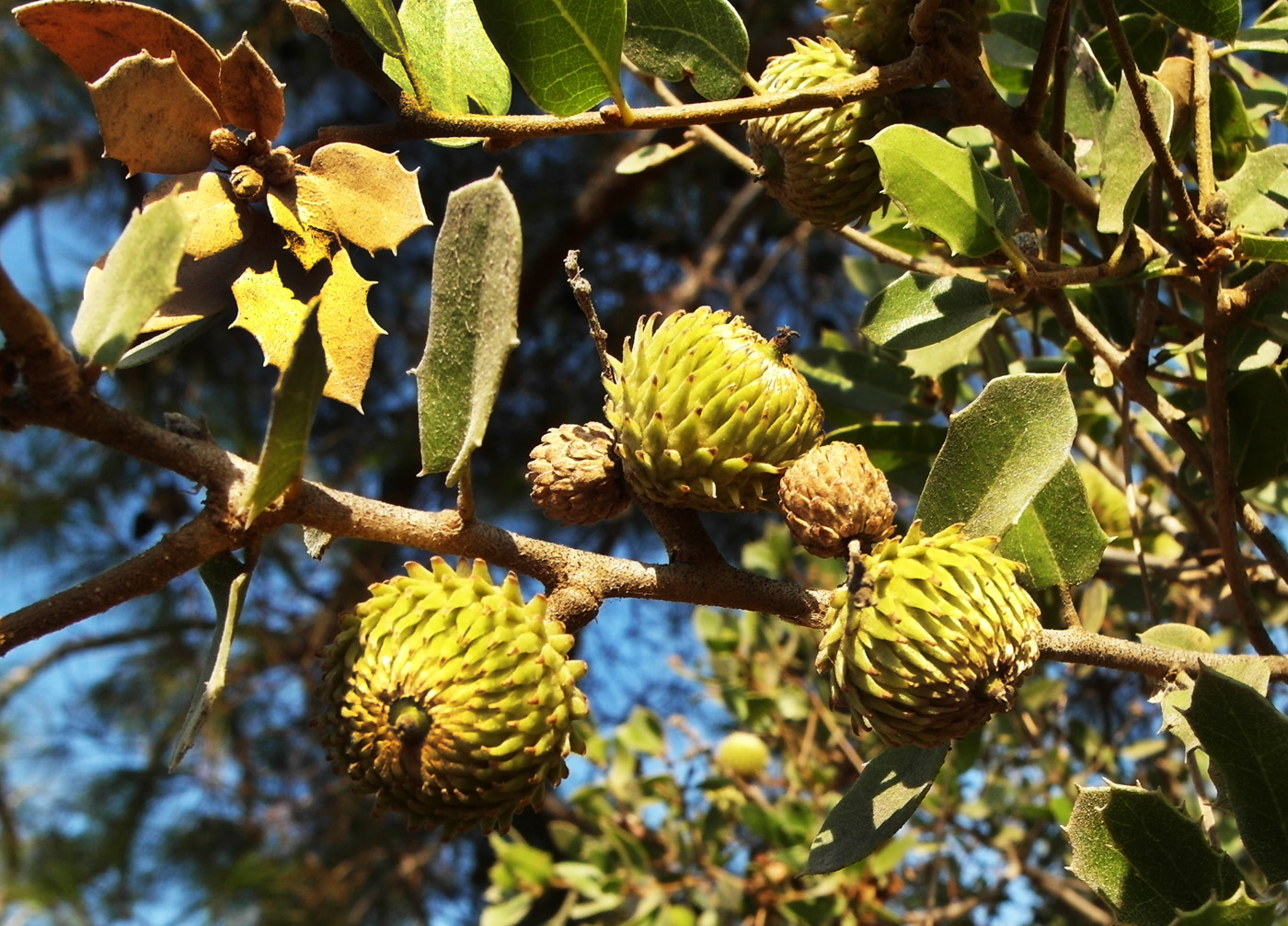 Изображение особи Quercus coccifera.