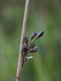 Juncus haenkei