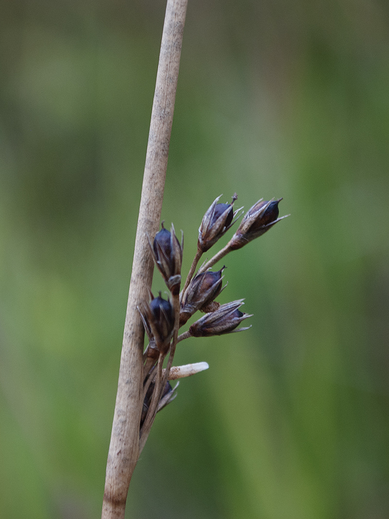 Image of Juncus haenkei specimen.