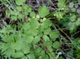 Thalictrum aquilegiifolium. Часть листа. Камчатский край, Елизовский р-н, СНТ \"Мечта\", садовый участок, в культуре. 17.08.2022.