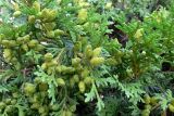 Thuja occidentalis. Веточки с шишками. Польша, Нижнесилезское воеводство, Клодзский повят, г. Душники-Здруй. 15.07.2010.