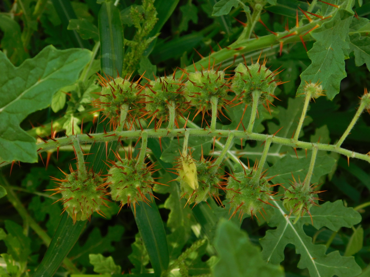 Изображение особи Solanum carolinense.