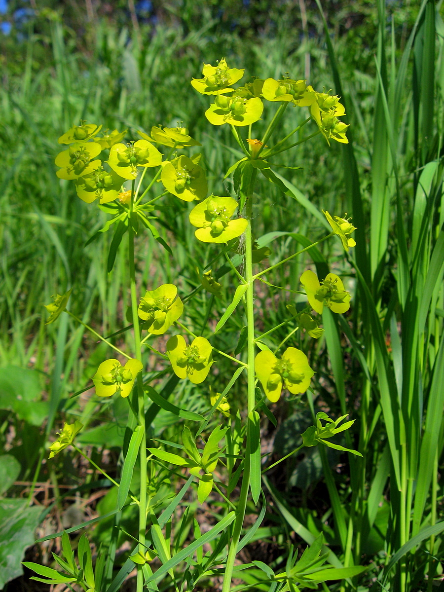 Изображение особи Euphorbia virgata.