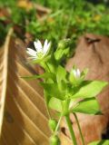 Stellaria neglecta. Верхушка побега с цветками на фоне опавшего листа Ulmus laevis (осенняя генерация). Казахстан, г. Тараз, левый берег долины р. Ушбулак (Карасу), старые вязовые посадки. 3 ноября 2022 г.