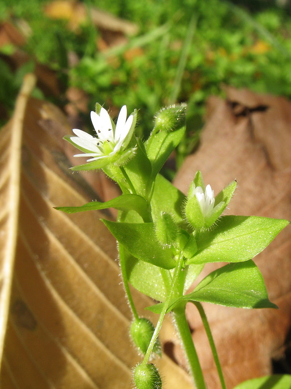 Изображение особи Stellaria neglecta.