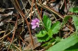 Rubus arcticus