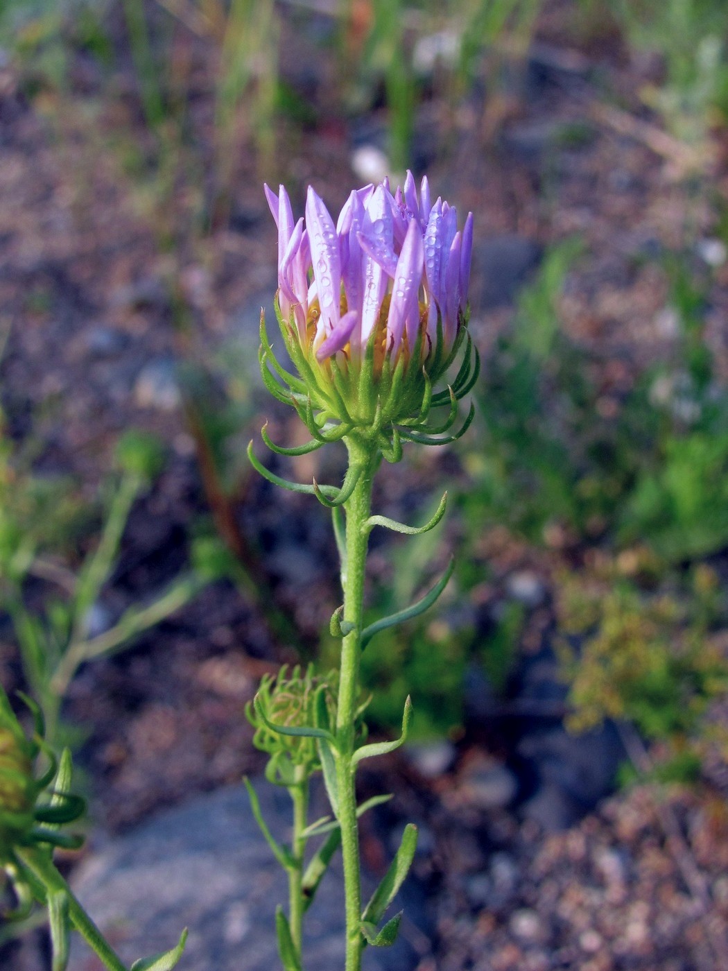 Image of Heteropappus biennis specimen.