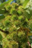 Ricinus communis. Верхушка соплодия. Санкт-Петербург, Кировский р-н, газон у жилого дома. 10.09.2022.