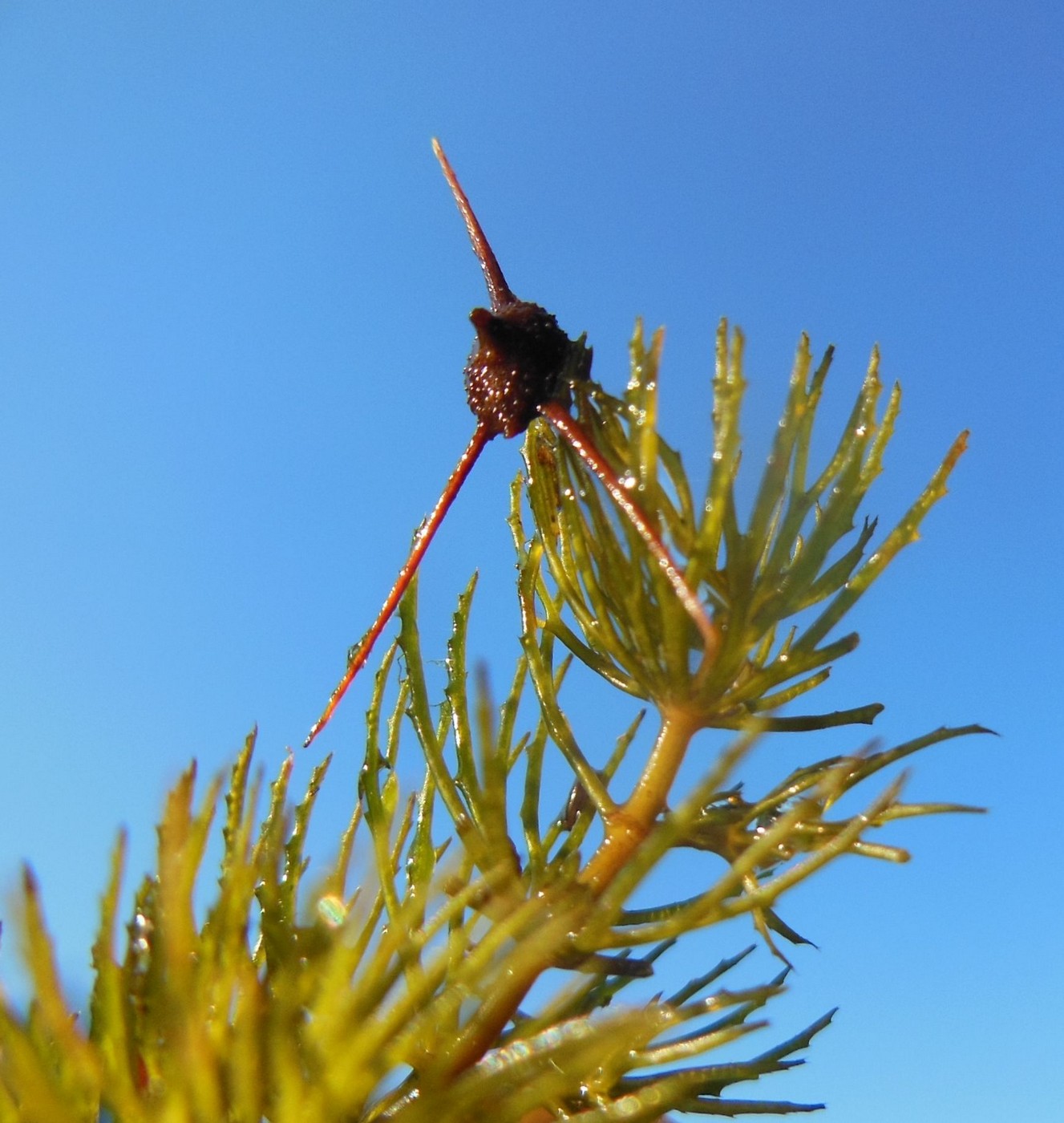 Изображение особи Ceratophyllum pentacanthum.