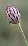 Cephalaria transsylvanica