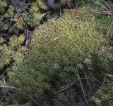 Polytrichum juniperinum. Вегетирующее растение. Пермский край, Оханский р-н, Тулумбаихинское сельское поселение, Кунчурихинский бор, сосновый бор. 30.04.2022.