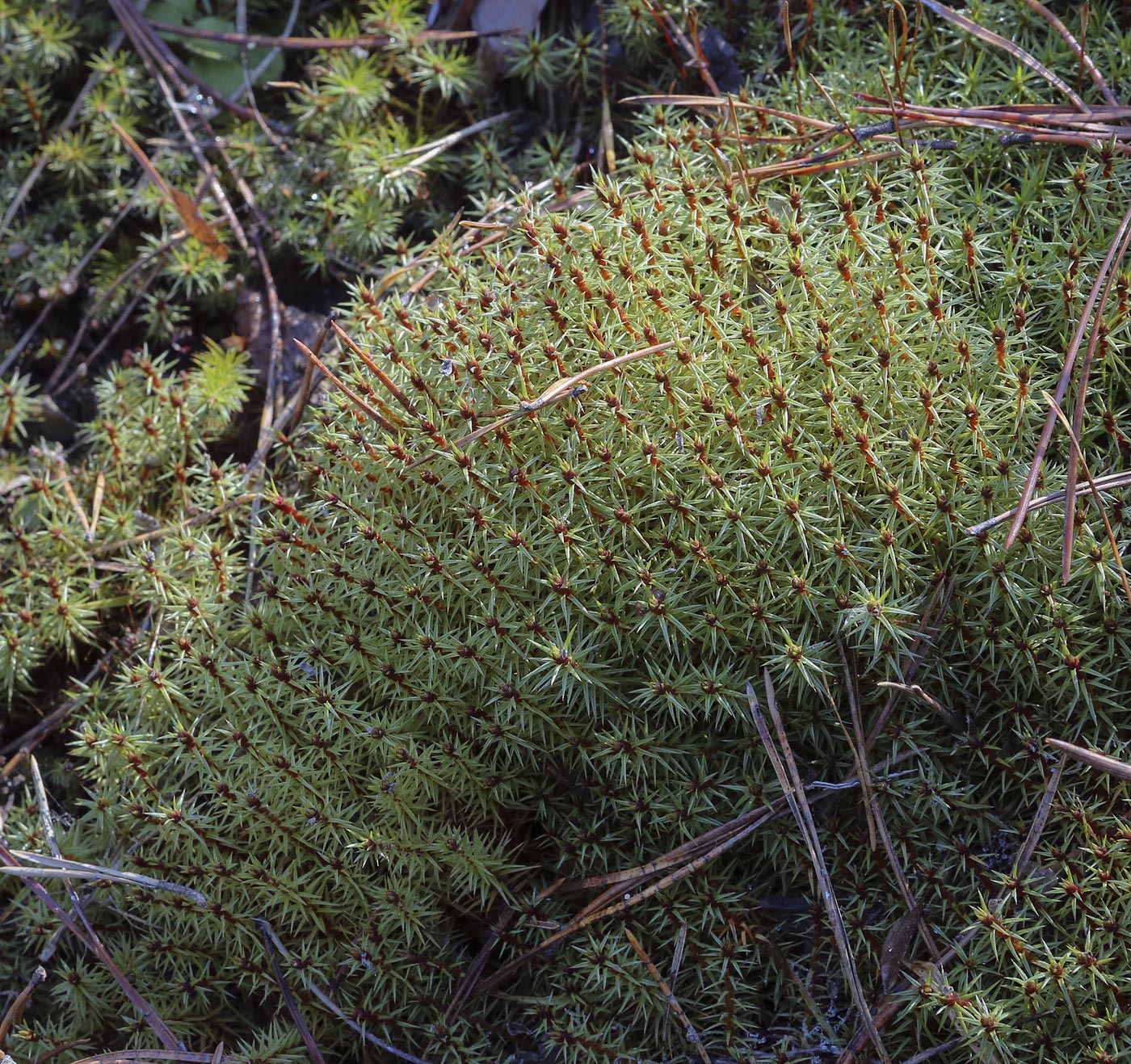 Image of Polytrichum juniperinum specimen.