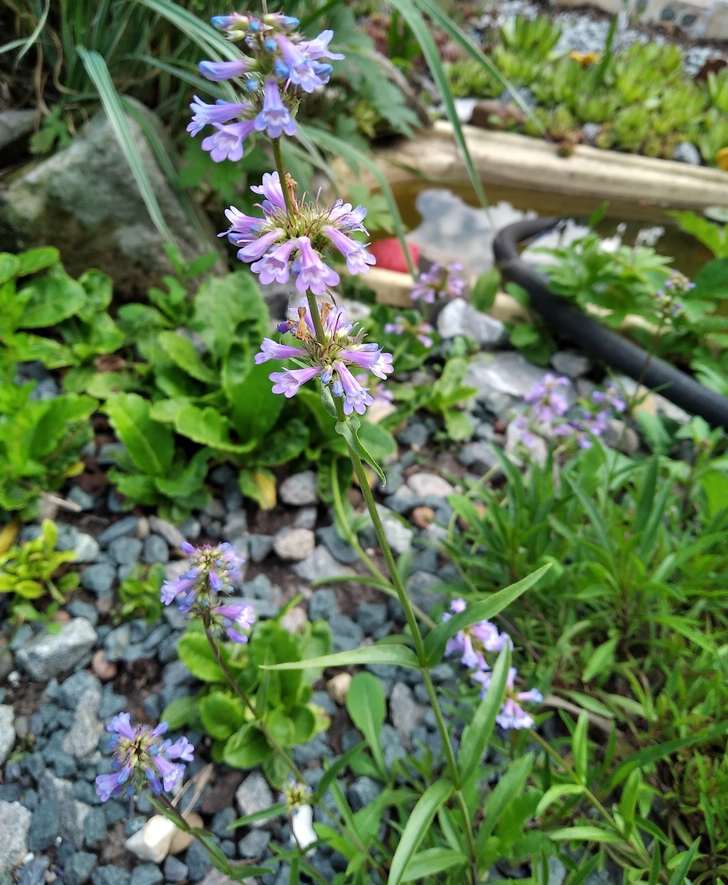 Изображение особи Penstemon gracilis.