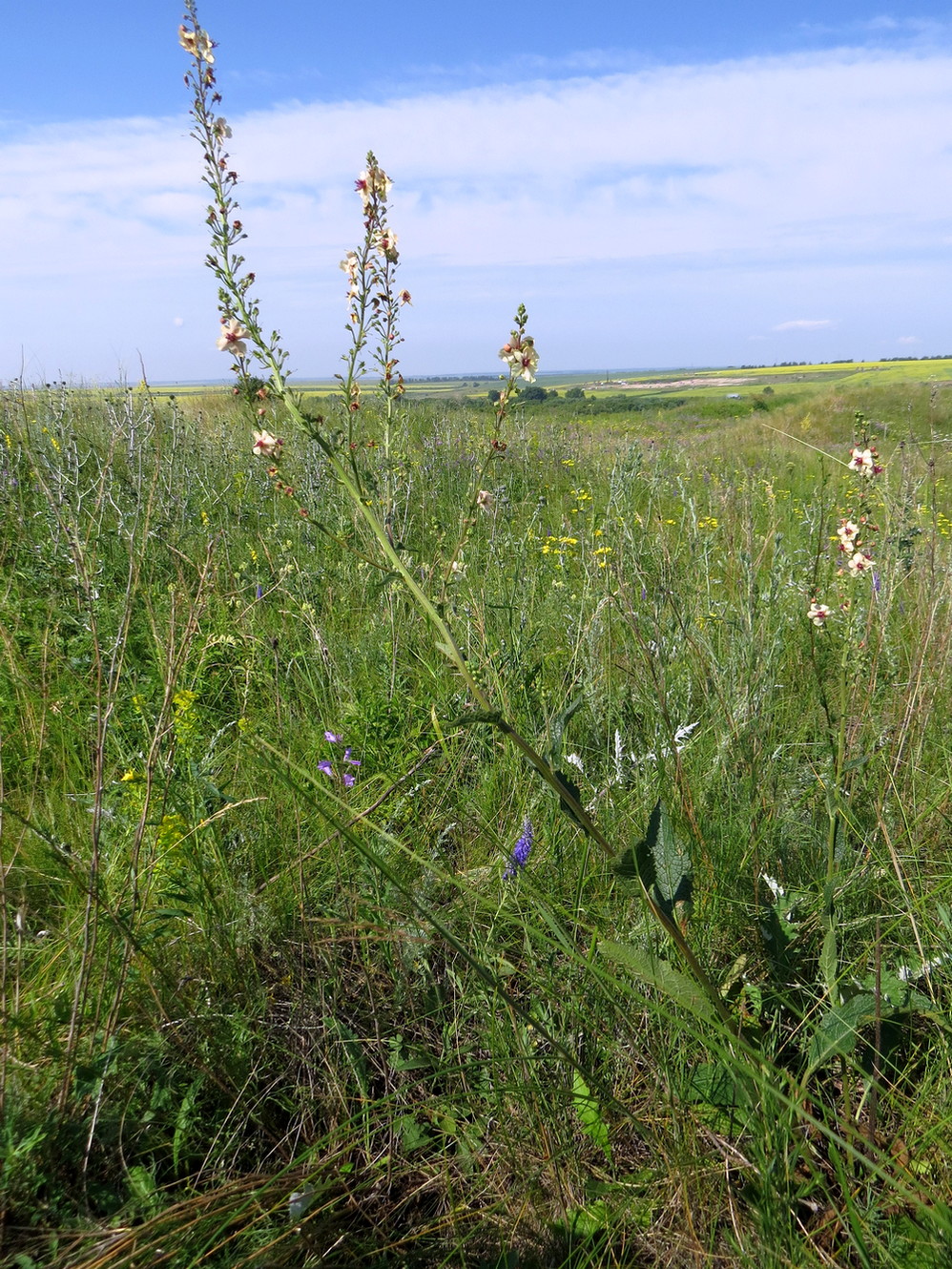 Изображение особи Verbascum &times; ignescens.