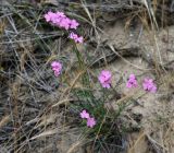 Dianthus polymorphus. Цветущее растение. Краснодарский край, м/о Анапа, пос. Витязево, ул. Скифская, зарастающая низина у подножия дюны. 16.06.2021.