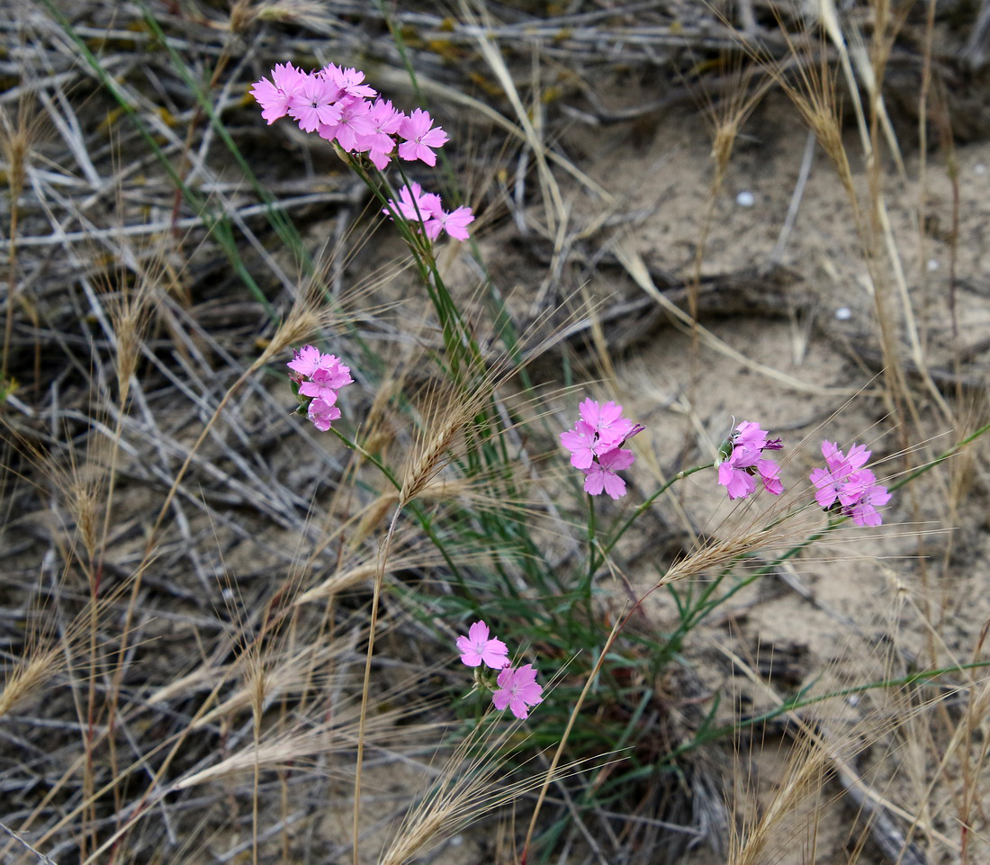 Изображение особи Dianthus polymorphus.