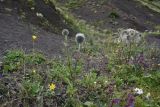 Echinops sphaerocephalus. Цветущее растение. Республика Ингушетия, Джейрахский р-н, окр. альплагеря \"Кязи\", выс. 2085 м н.у.м, правый борт долины ручья. 23 июля 2022 г.