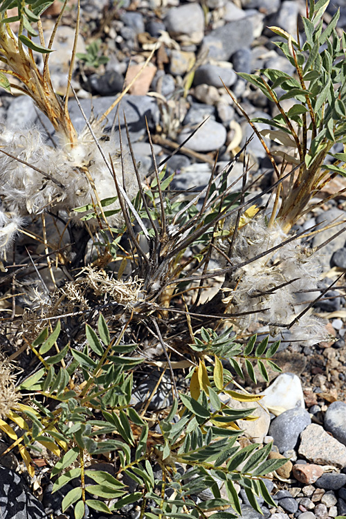 Изображение особи Astragalus pterocephalus.