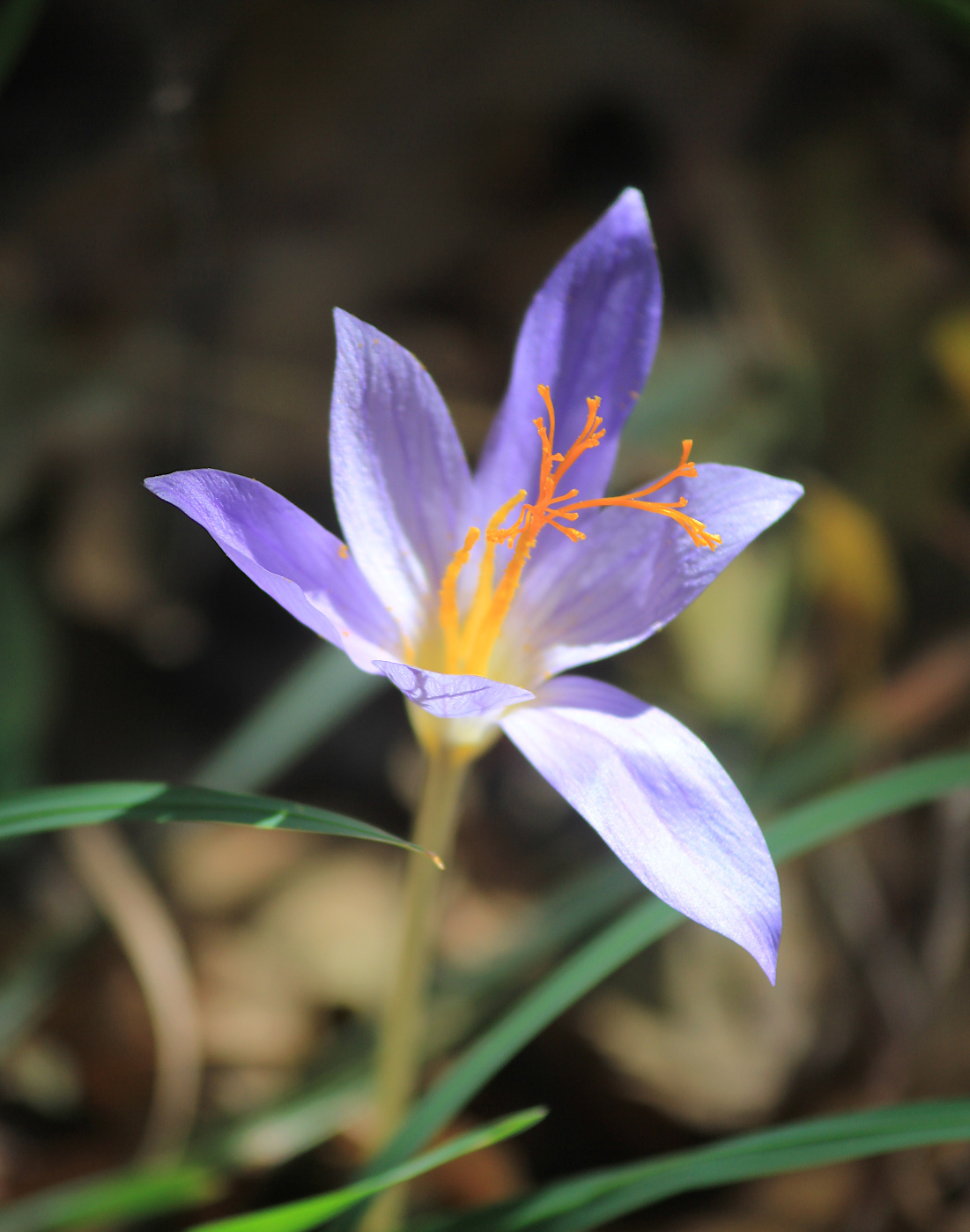 Изображение особи Crocus speciosus.