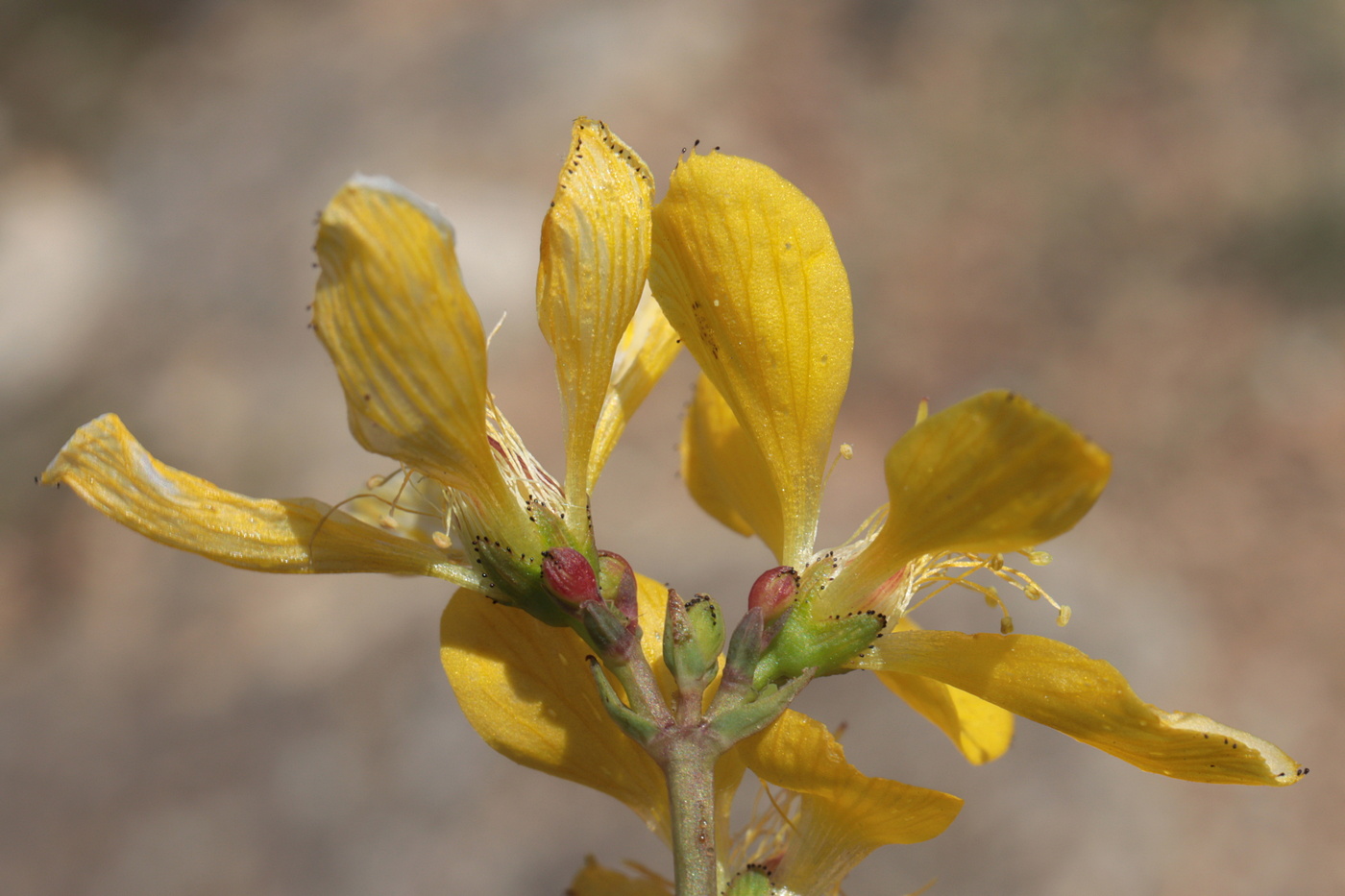 Изображение особи Hypericum elongatum.