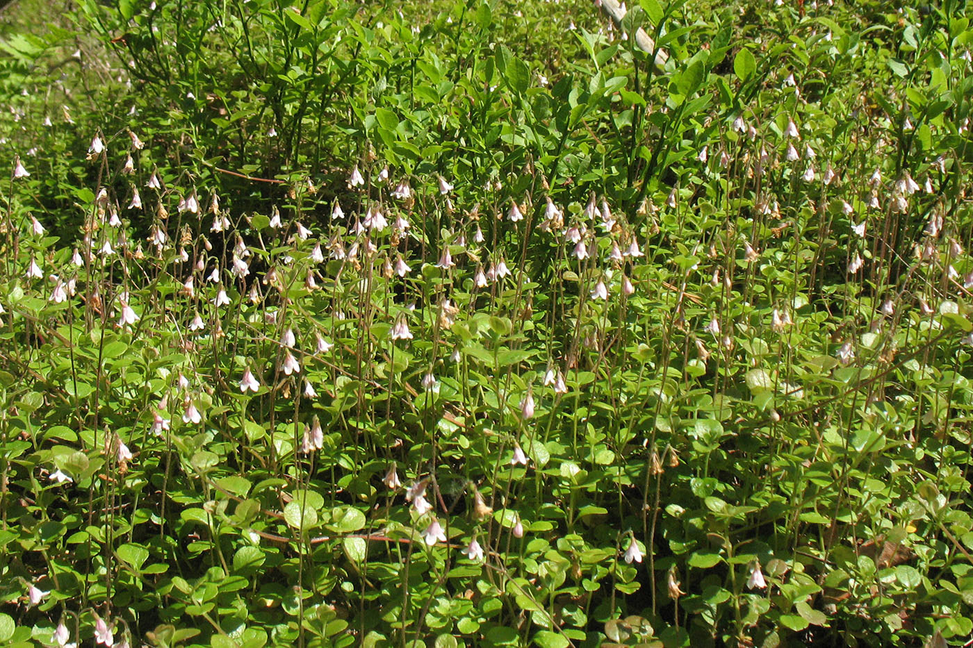 Image of Linnaea borealis specimen.