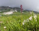 Orchis spitzelii. Цветущее растение. Адыгея, Фишт-Оштеновский массив, Гузерипльский перевал, ≈ 1900 м н.у.м., субальпийский луг. 28.06.2023.