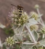 Eryngium maritimum