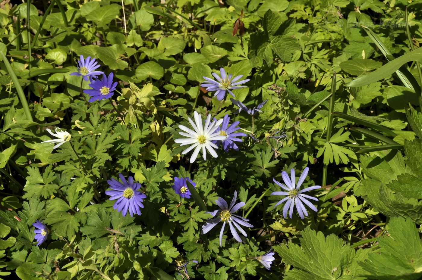 Изображение особи Anemone caucasica.