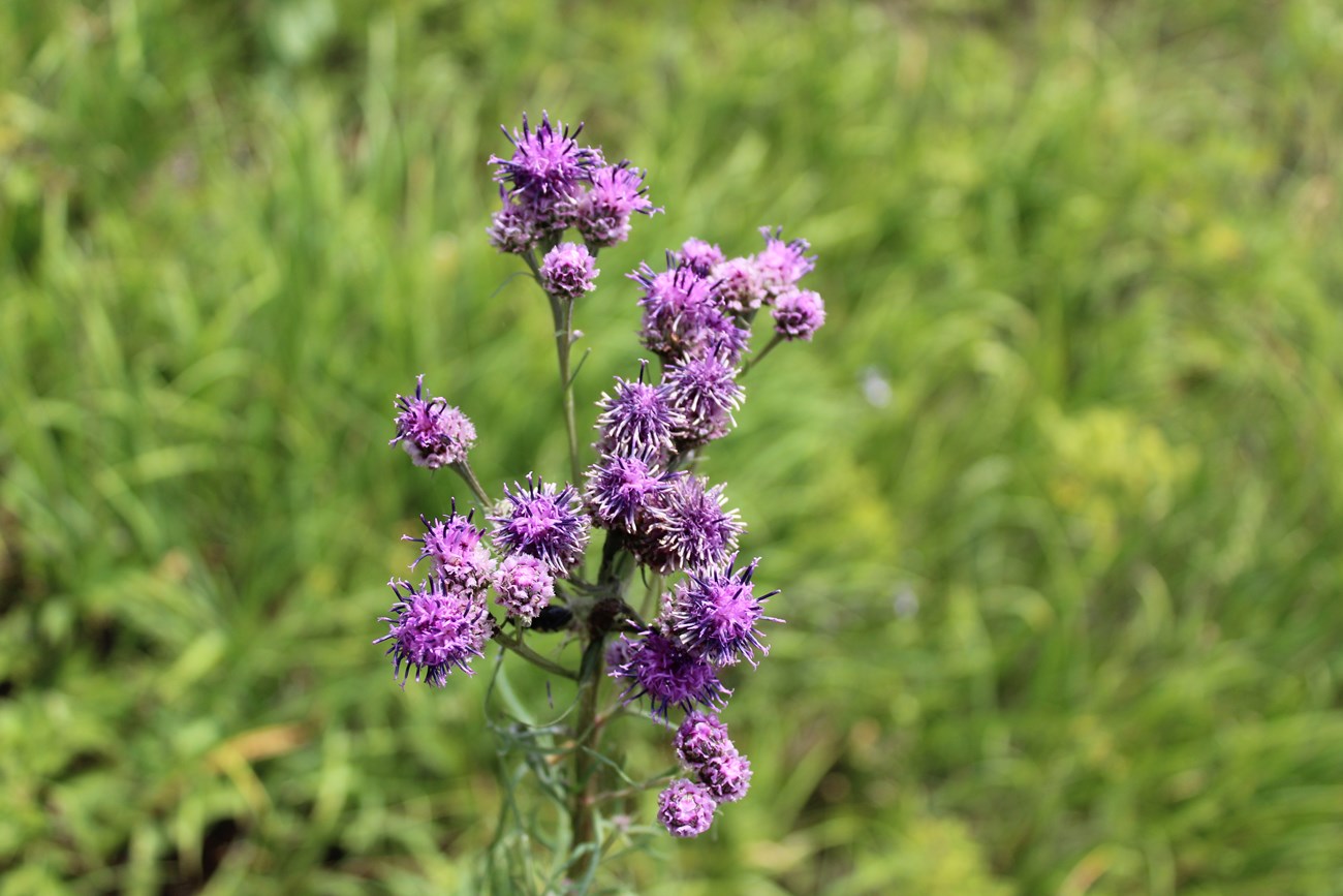 Изображение особи Saussurea pulchella.