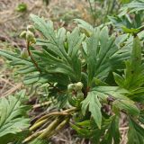 Aconitum sczukinii