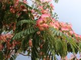 Albizia julibrissin. Ветвь с соцветиями. Турция, г. Анталья, бульвар Акдениз, окр. океанариума, в городском озеленении. 14.06.2023.