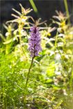 Dactylorhiza psychrophila. Верхушка цветущего растения. Мурманская обл., Кольский р-н; окраина мелколиственного леса, обочина старой заброшенной дороги. 11.07.2023.