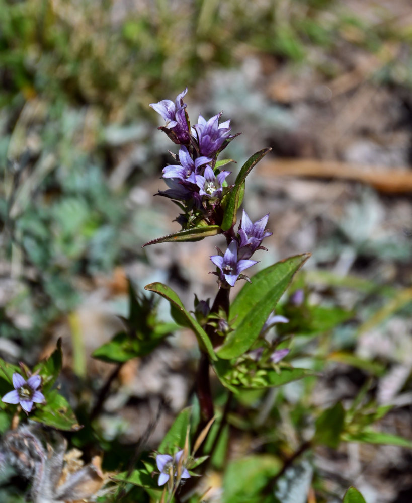 Изображение особи Gentianella turkestanorum.