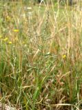 Atriplex patula