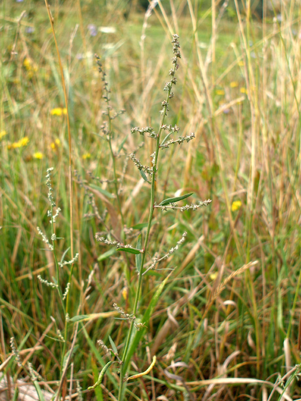 Image of Atriplex patula specimen.