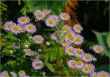 Erigeron subspecies lilacinus