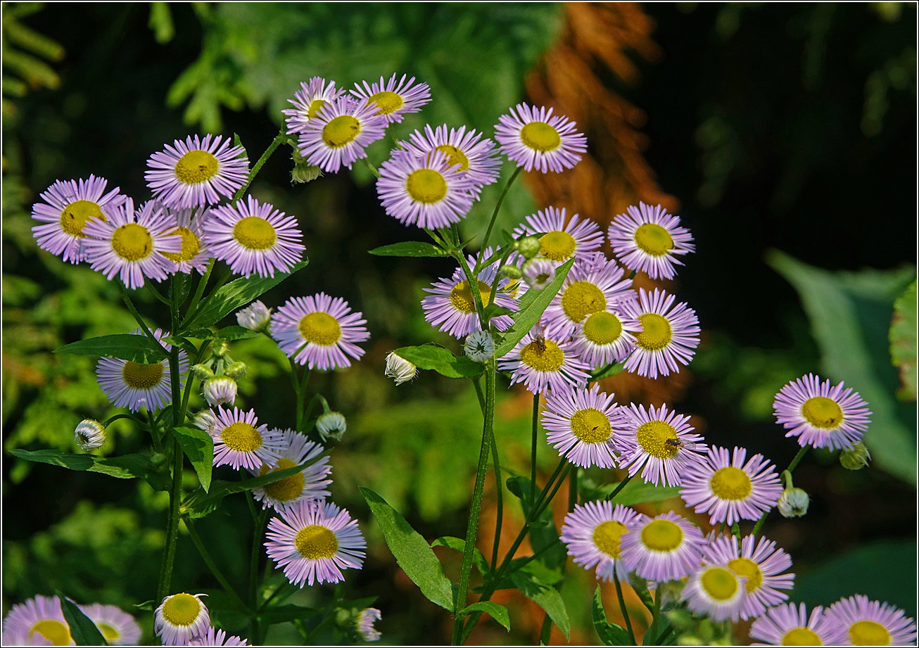 Image of Erigeron annuus ssp. lilacinus specimen.