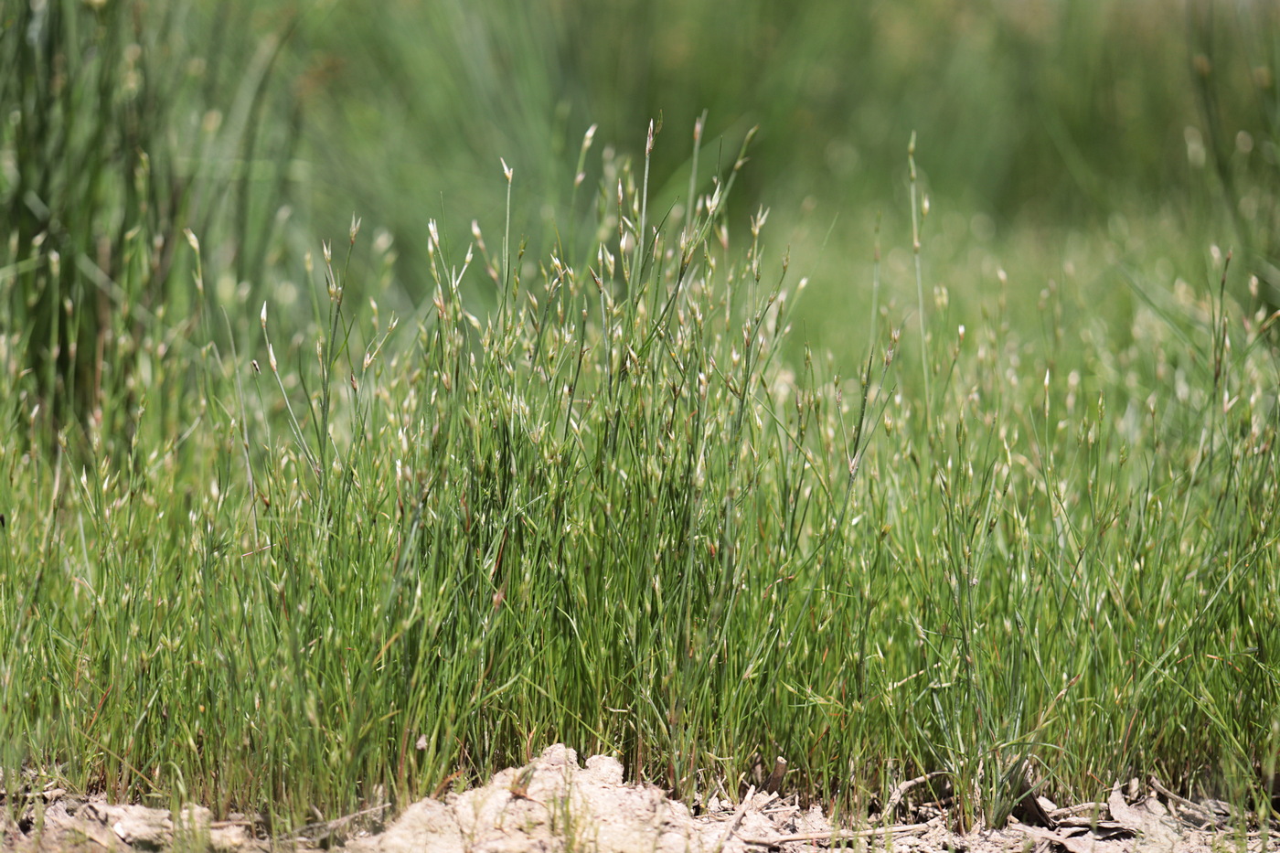 Изображение особи Juncus ambiguus.