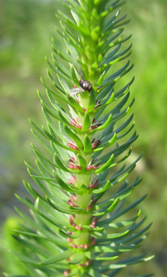 Изображение особи Hippuris vulgaris.