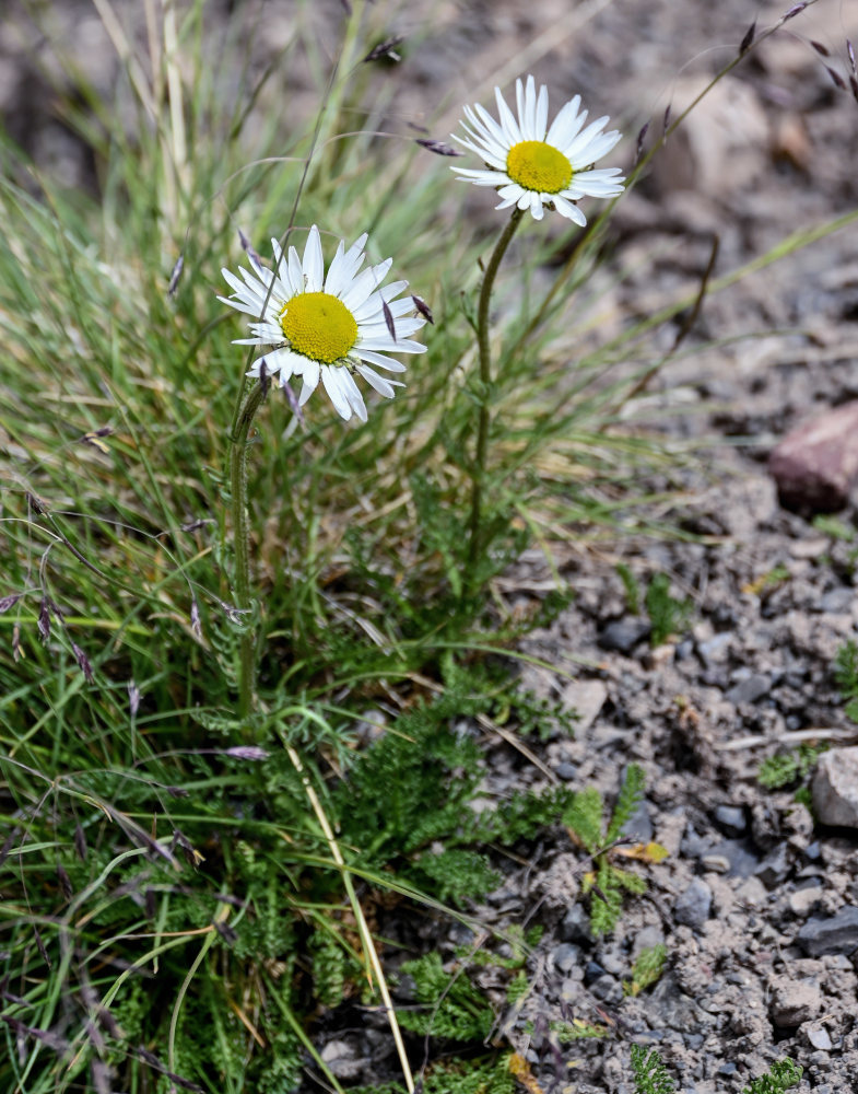 Image of Richteria pyrethroides specimen.