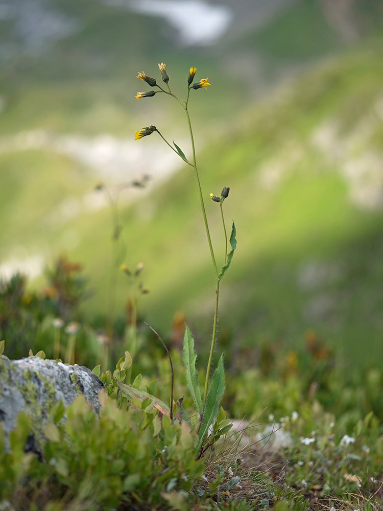 Изображение особи род Hieracium.