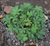 genus Potentilla. Вегетирующее растение. Пермский край, Кунгурский муниципальный округ, с. Моховое, станция Иренский, между железнодорожными путями. 06.08.2023.