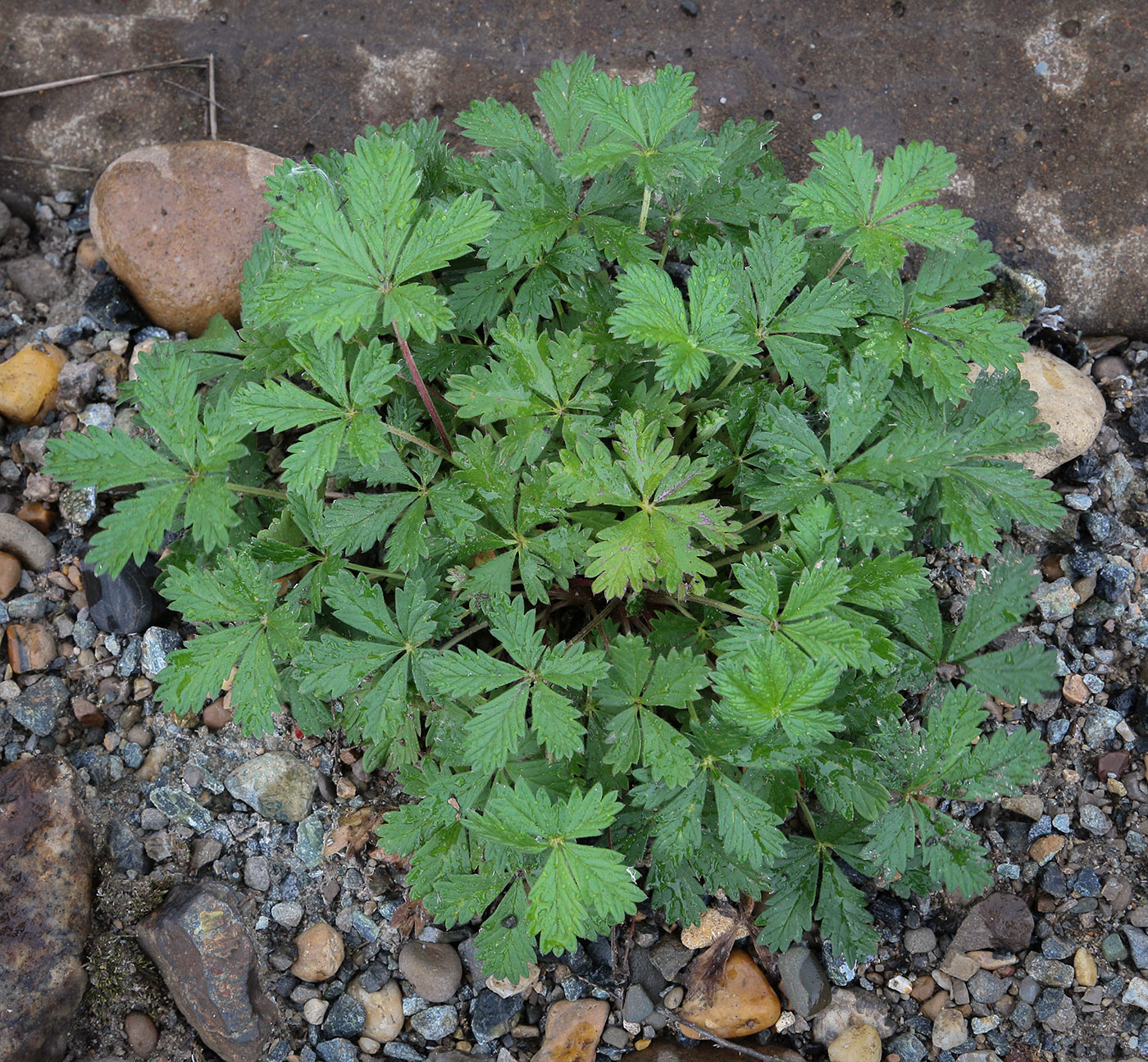 Image of genus Potentilla specimen.